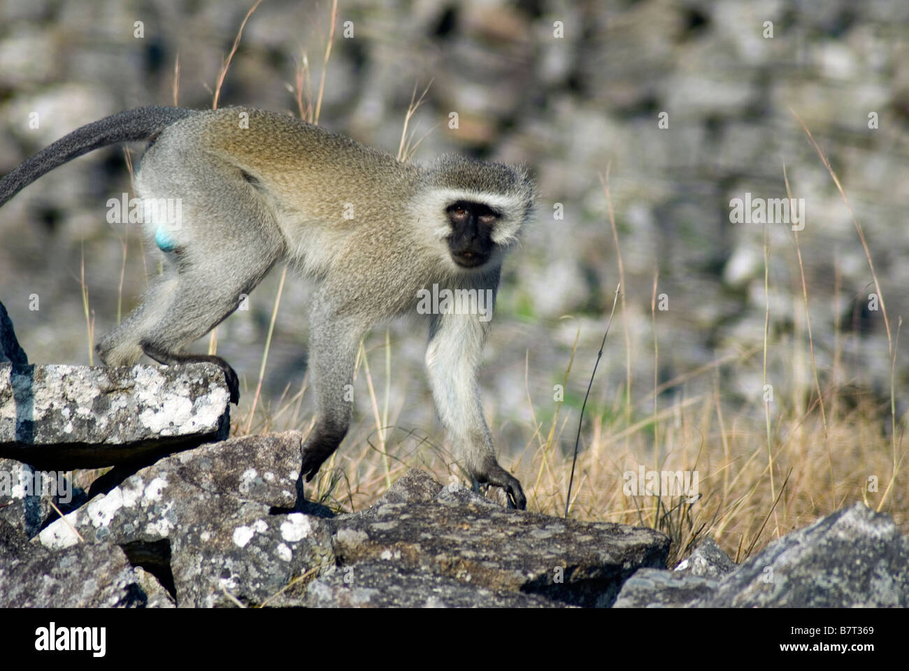 Vervet monkey at Great Zimbabwe Ruins Stock Photo Alamy