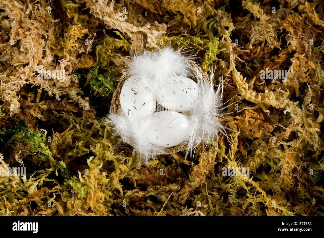 Nest with three eggs on a bed of moss Stock Photo - Alamy