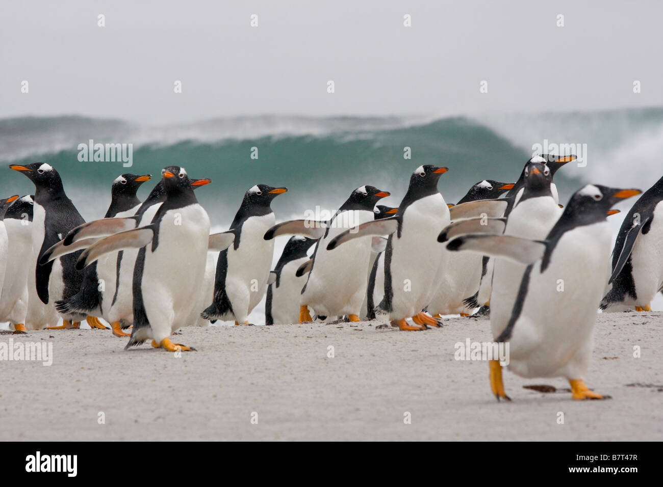 Gentoo penguins, Sea Lion Island, Falkland Islands Stock Photo