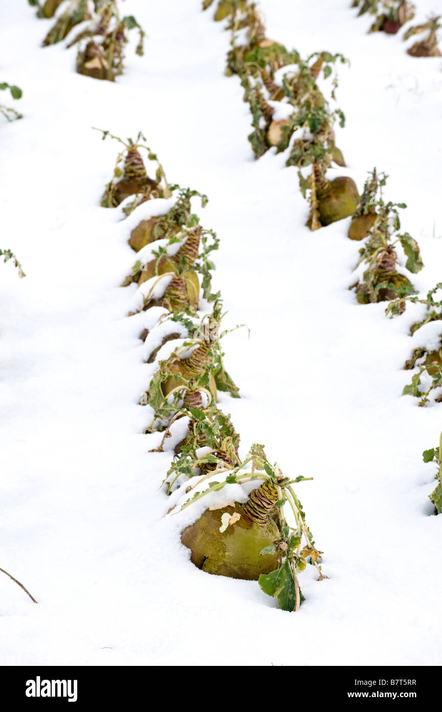 Turnip crop planted for sheep under snow Cumbria Stock Photo