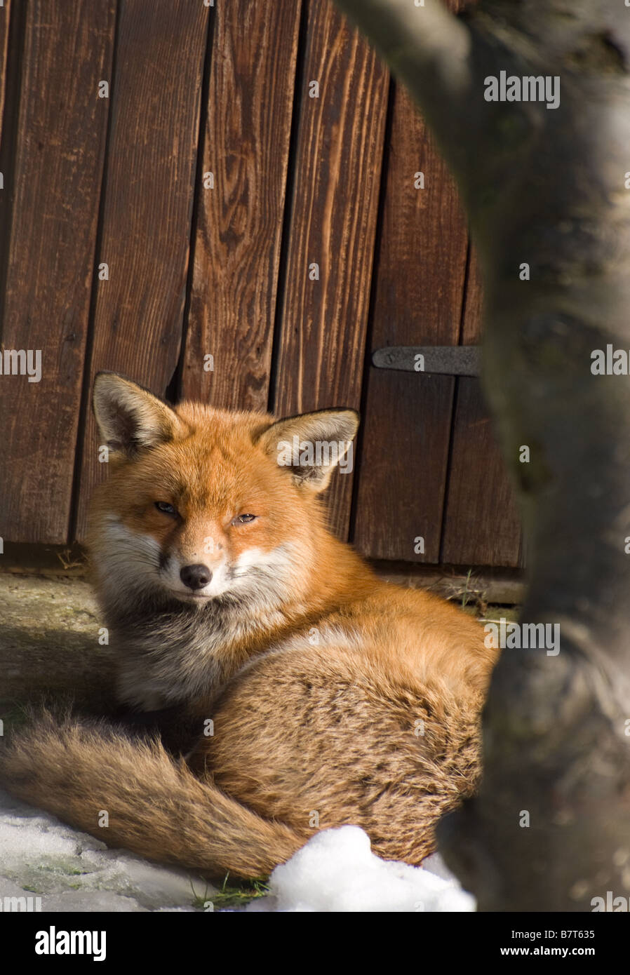 fox lying by a garden shed Stock Photo