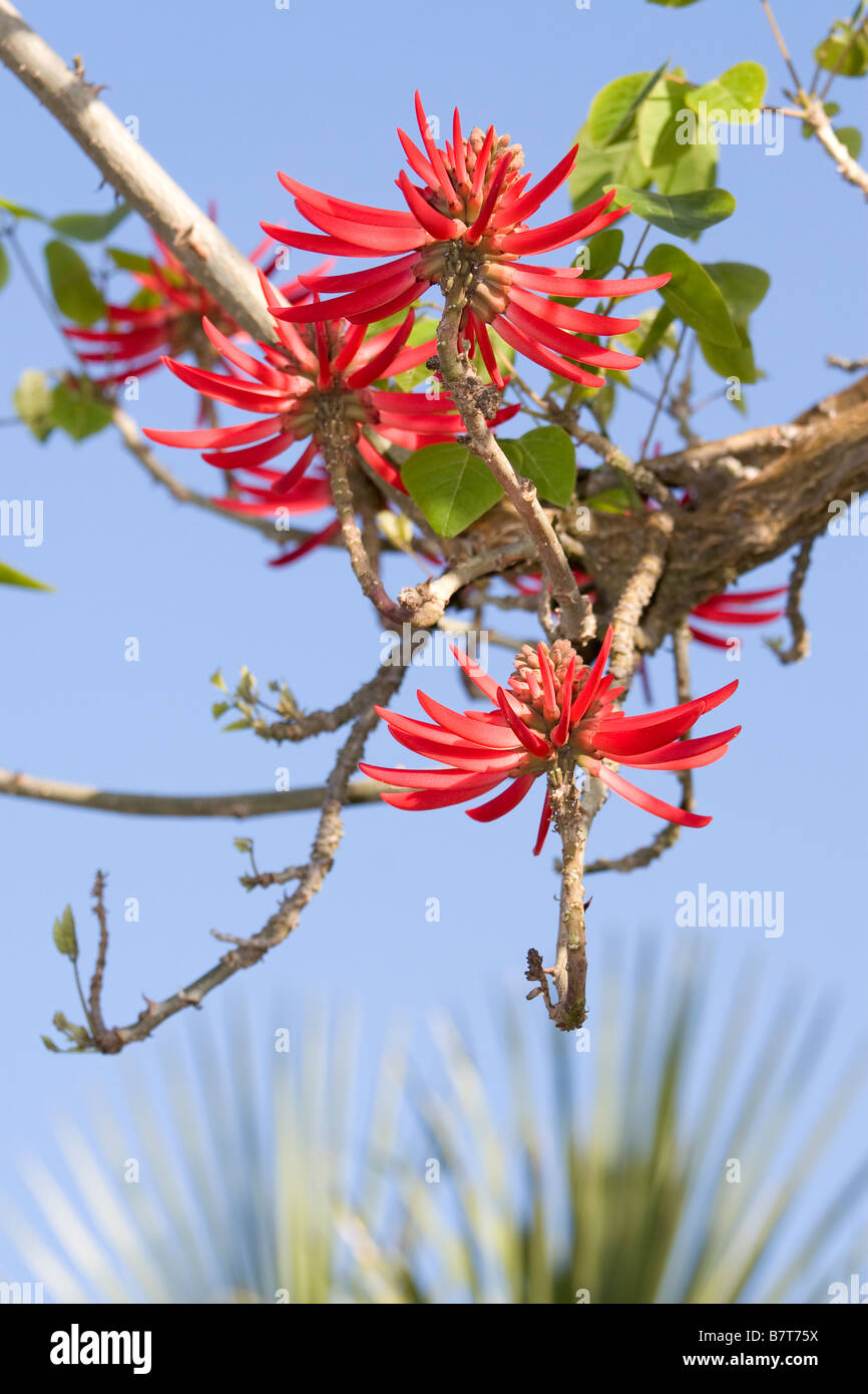 Coral Tree Bloom Stock Photo