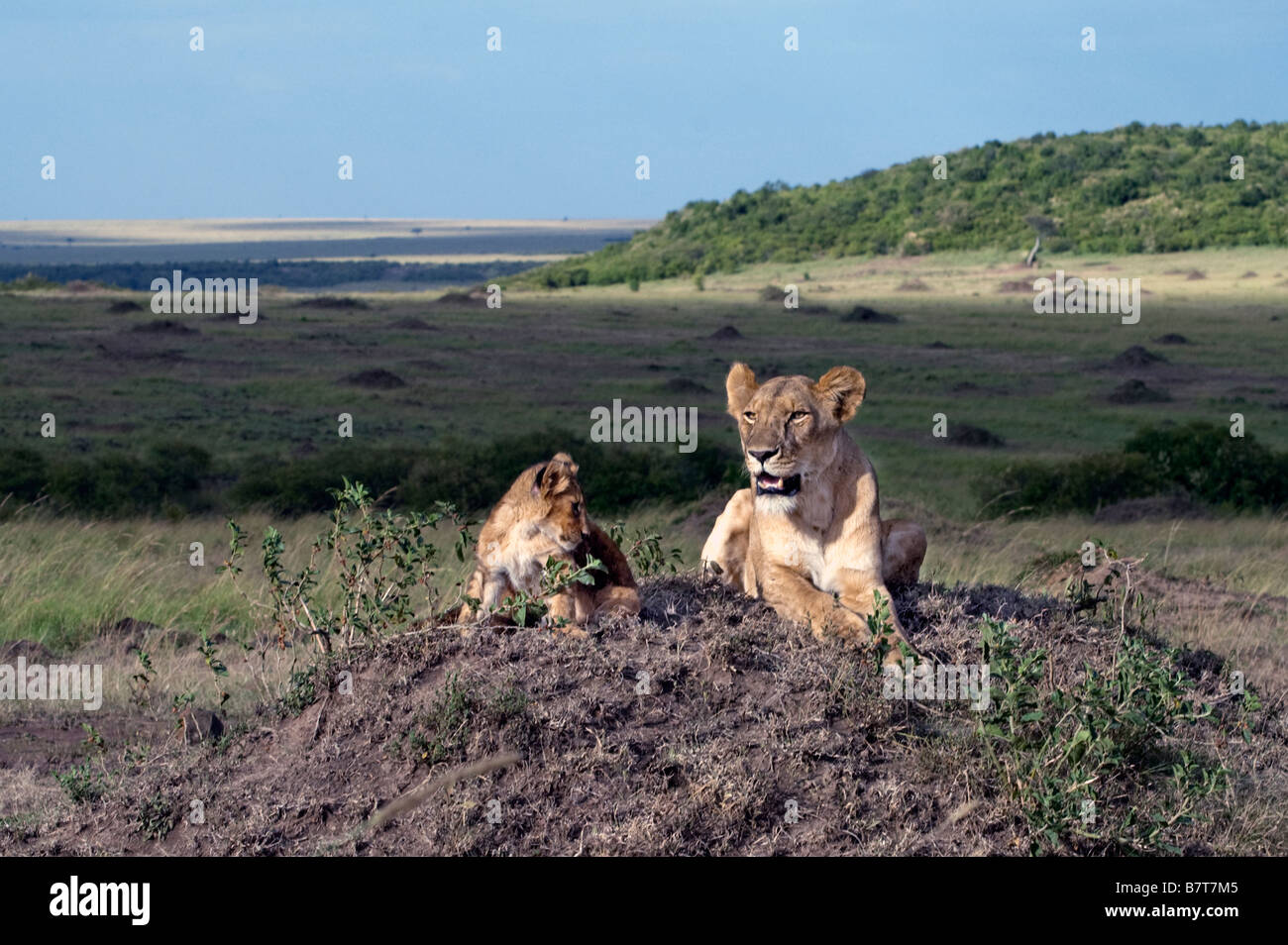 African lioness with cub resting Stock Photo