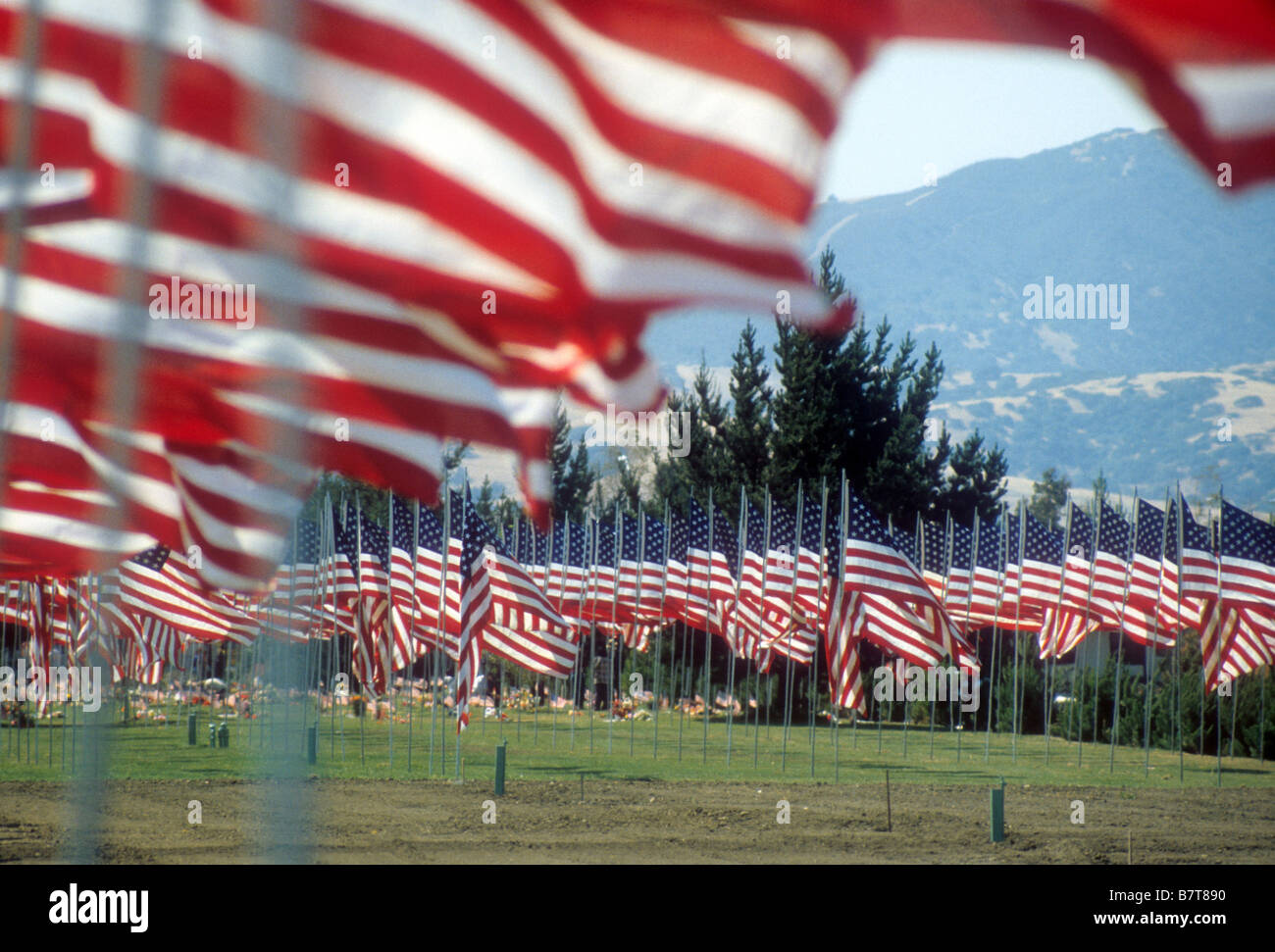 1200 American flags fly over graves of military dead in Salinas, California, USA Stock Photo