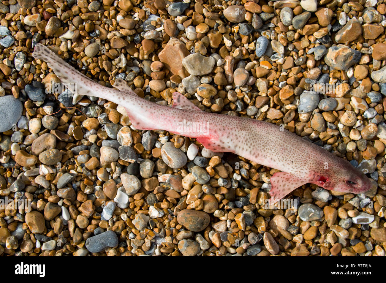 Dead Lesser Spotted Dogfish (Scyliorhinus canicula) on Hastings Beach UK Stock Photo