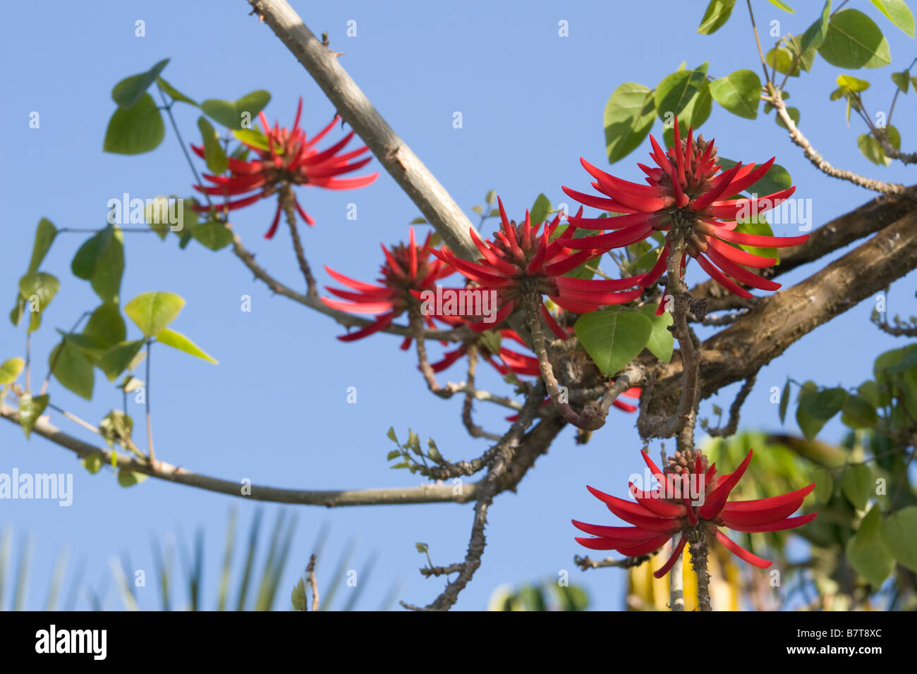 Coral Tree Flower and Branch Stock Photo