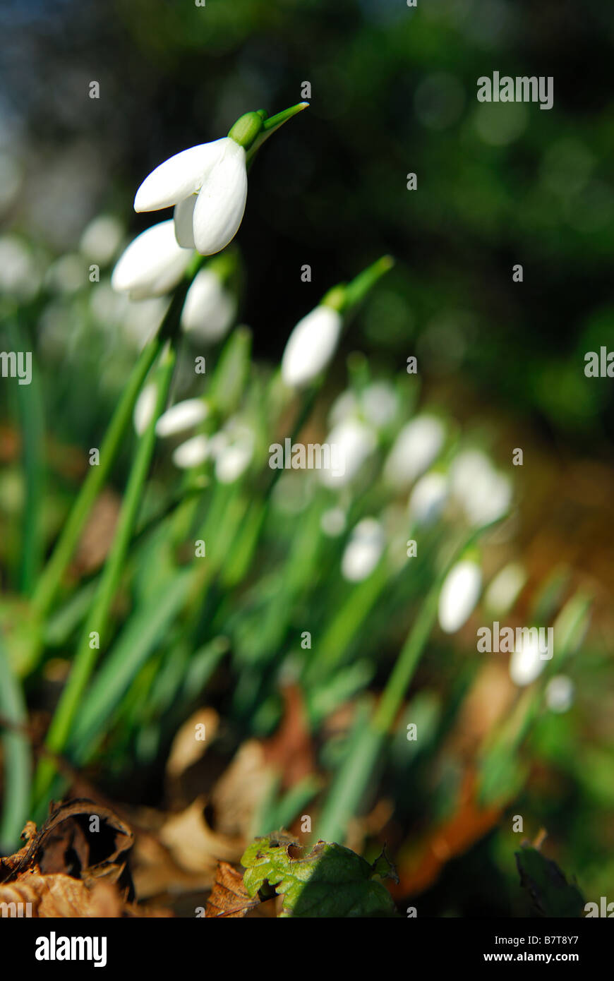 1 galanthus nivalis hi-res stock photography and images - Alamy
