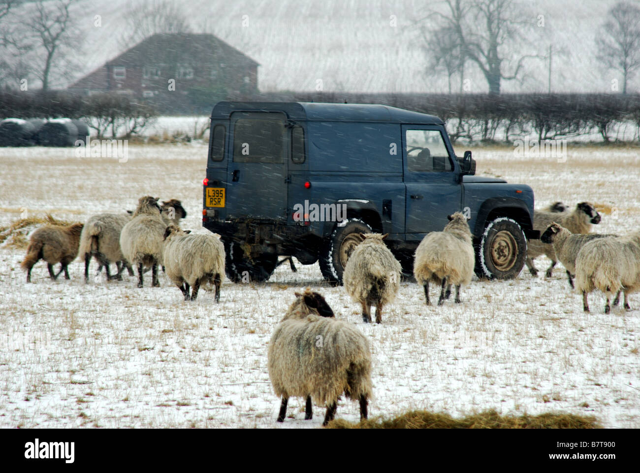 Farming Sheep Winter. Stock Photo
