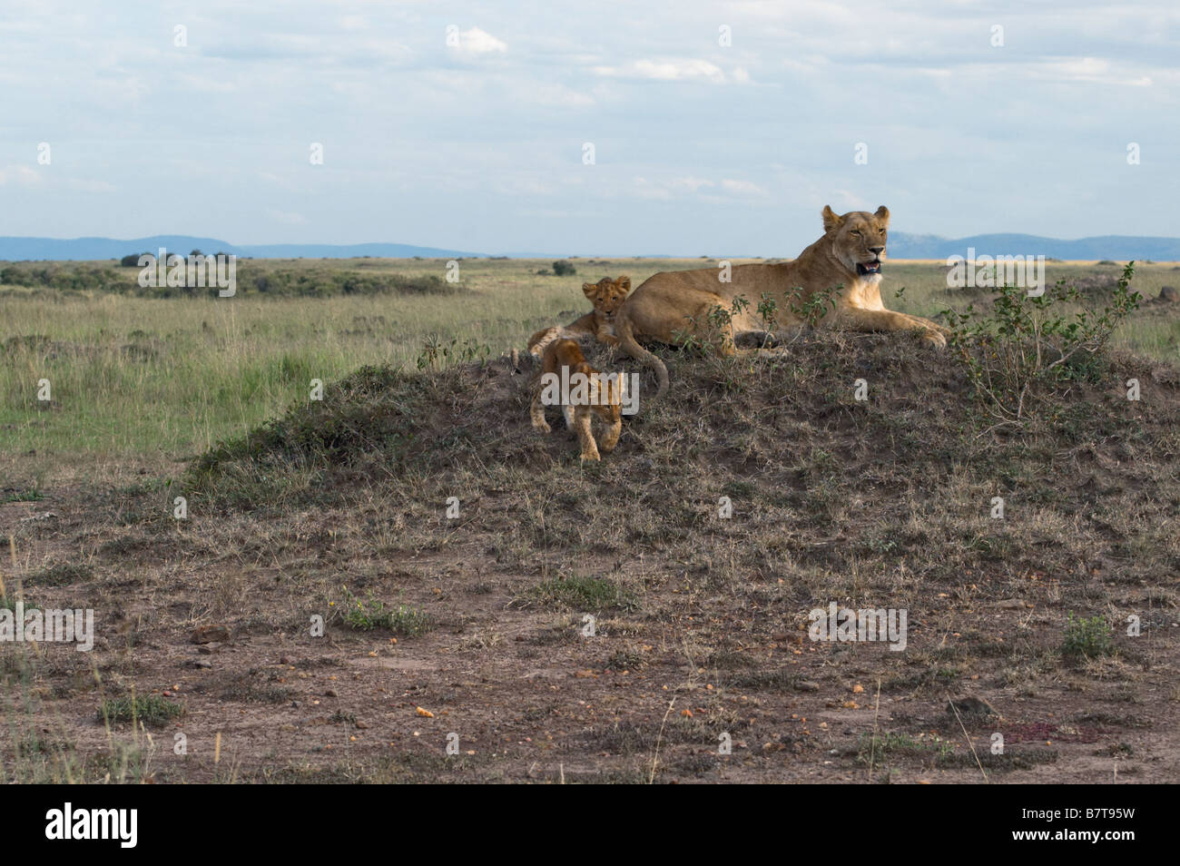 African lioness with two young cubs Stock Photo