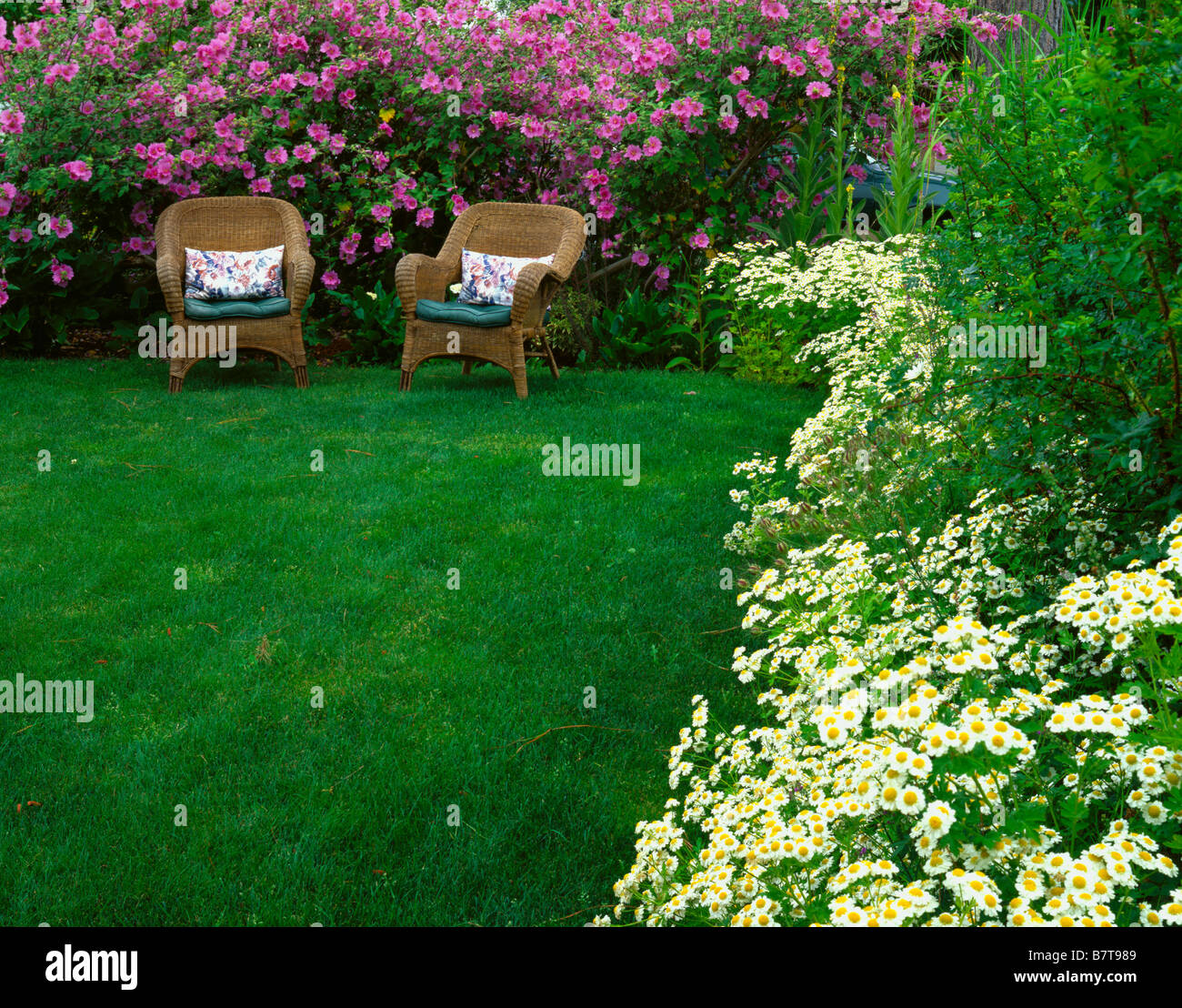 Vashon Island, WA: Wicker chairs set in cottage garden with blooming lavatera and feverfew Stock Photo