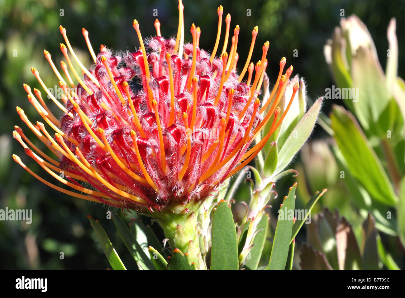 Outeniqua pincushion (Leucospermum glabrum),  Kirstenbosch Botanical Gardens, Cape Town Stock Photo