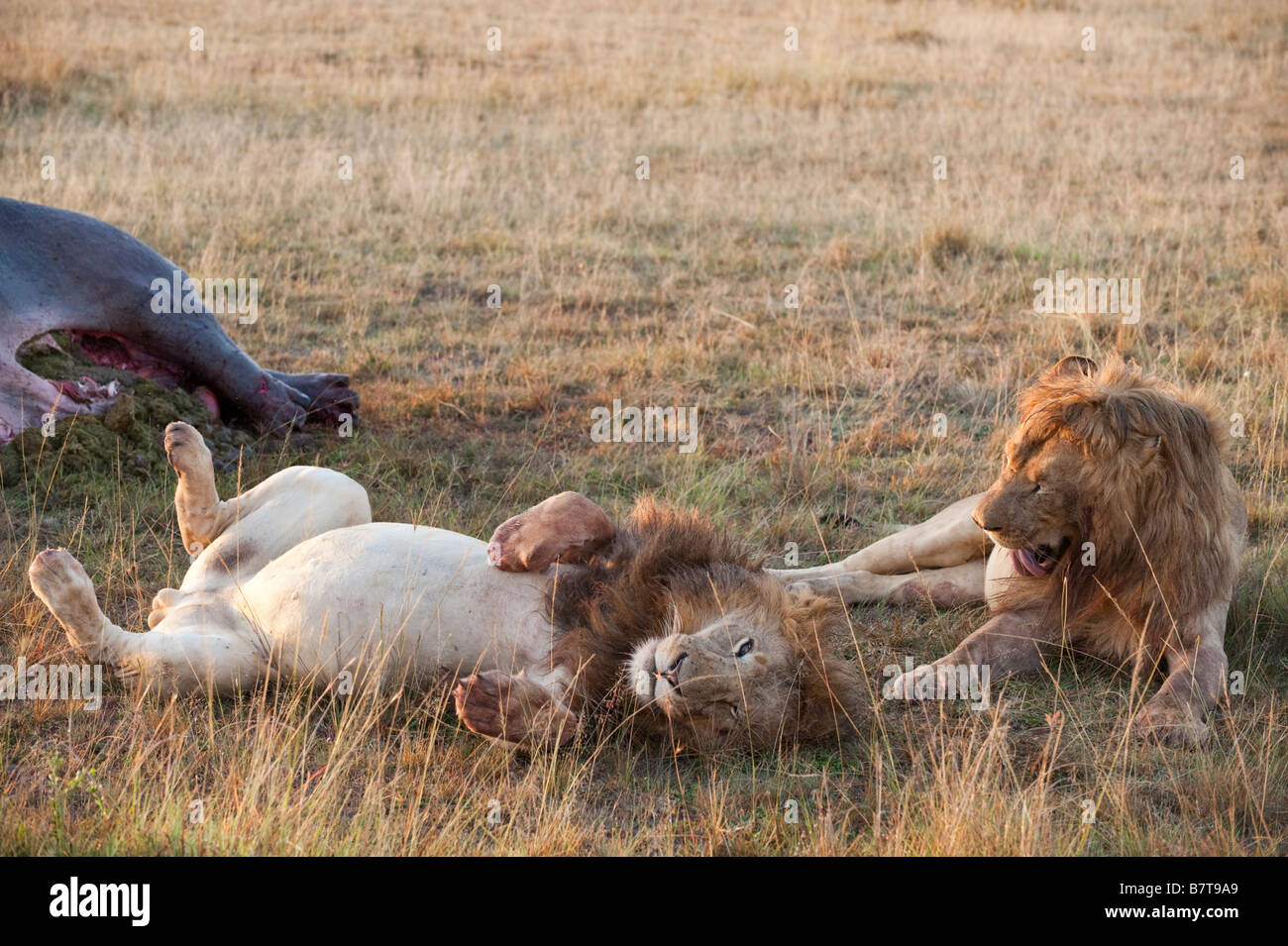 Lions enjoying afternoon slumber in b;oody grass around hippopotamus carcass Stock Photo