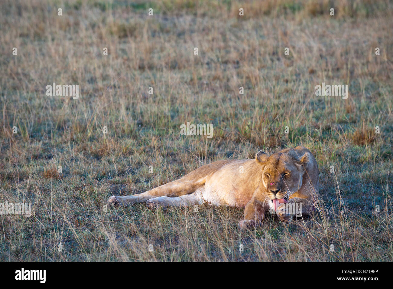 lioness enjoying rest after succesful kill Stock Photo