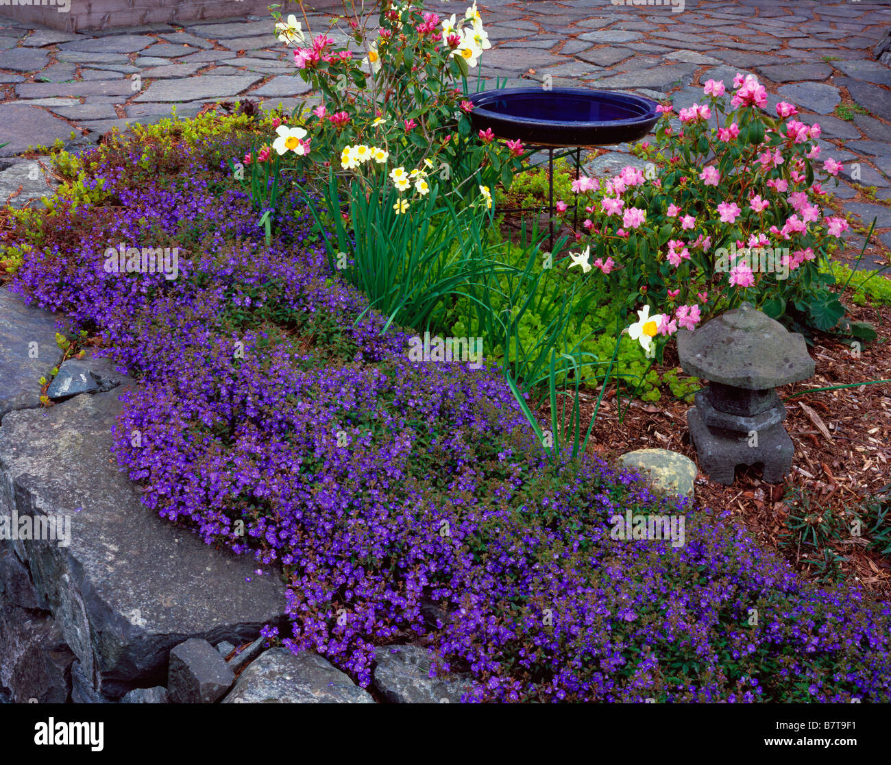 A blue bird bath rests among Pioneer pink rhododendrons narcissus blooms and purple Veronica Stock Photo
