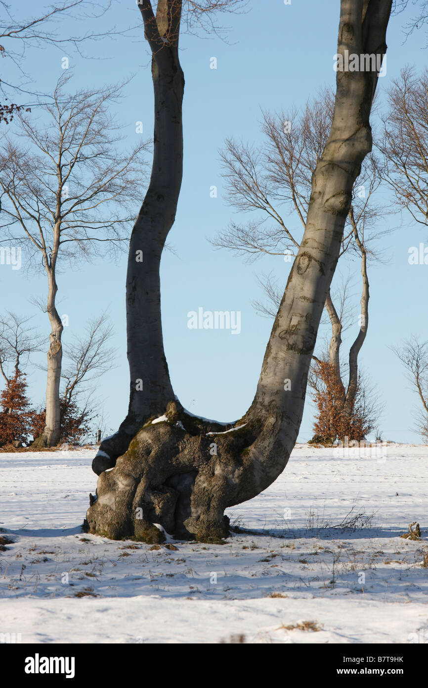 Simmerath, Eifellandschaft im Schnee, Heckenlandschaft mit typischen Buchenhecken Stock Photo