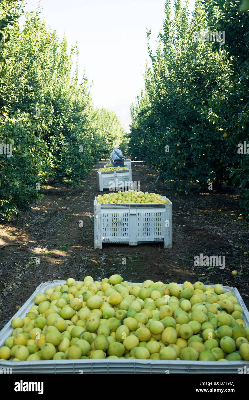 Lemon harvest, field bins, California Stock Photo Alamy