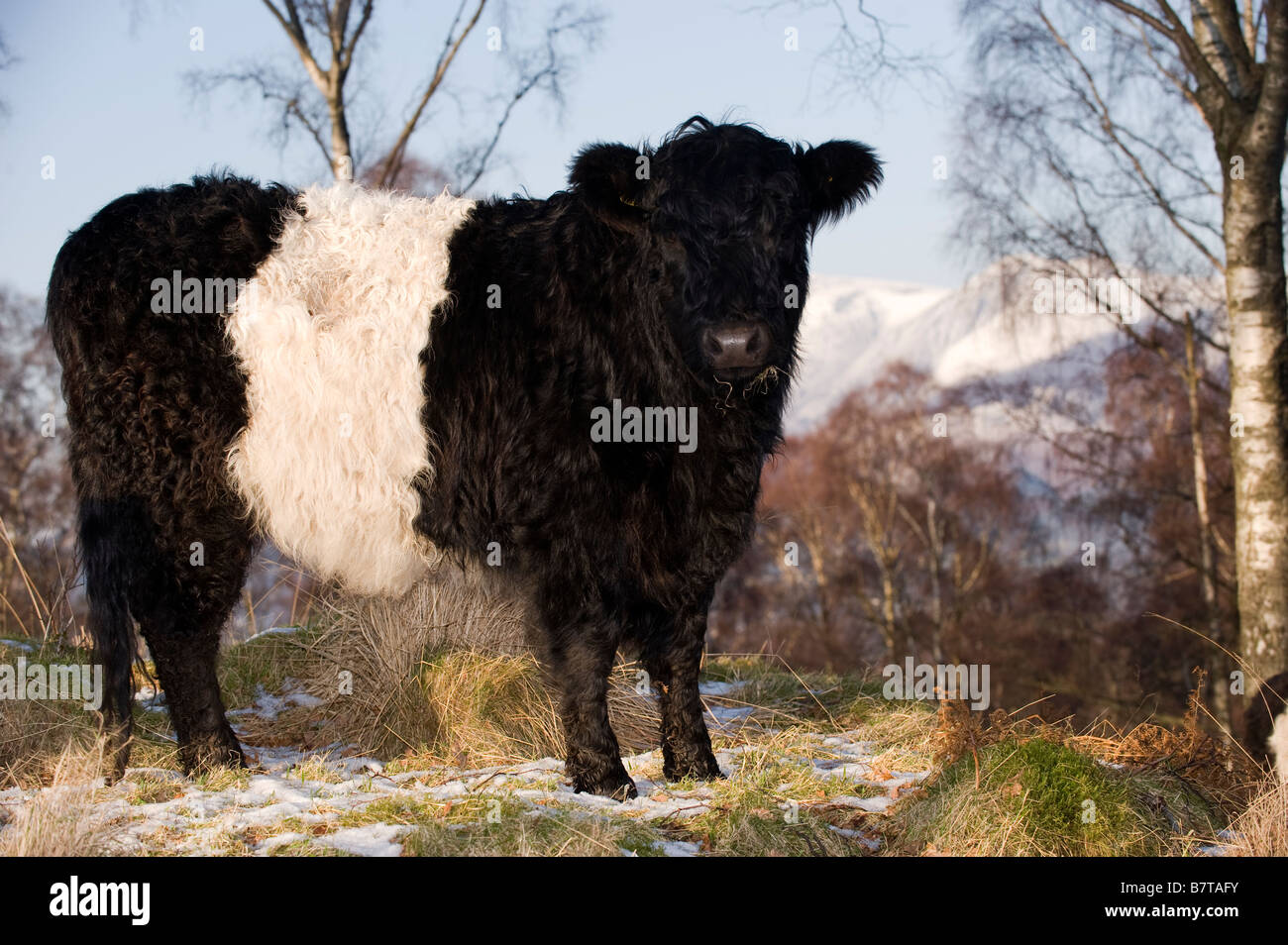 Belted Galloway cattle outwintering on rough ground as part of a conservation plan Cumbria Stock Photo