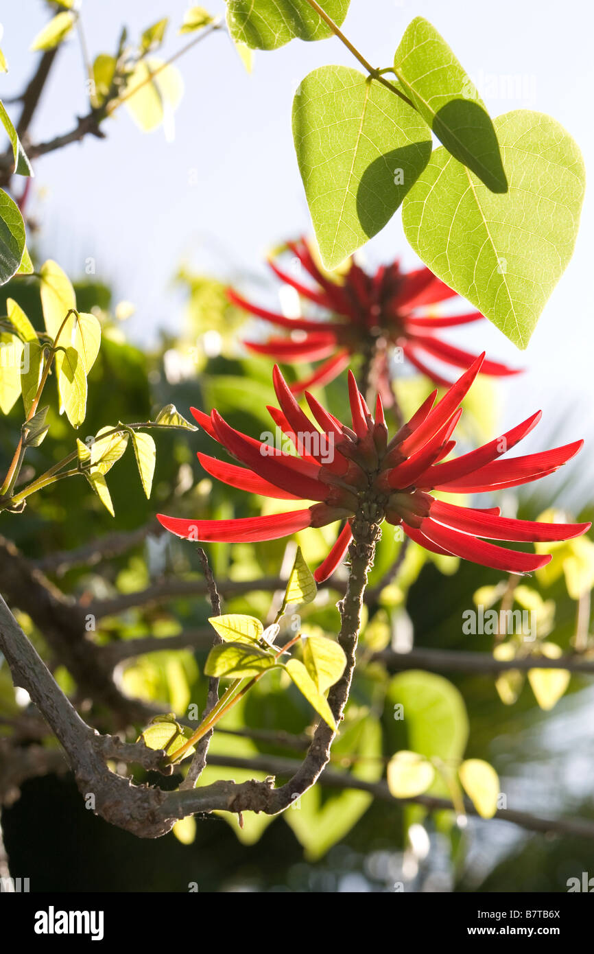 Coral Tree Bloom backlight Stock Photo