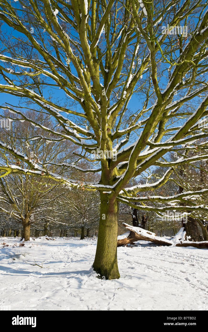 Branches of trees hi-res stock photography and images - Alamy