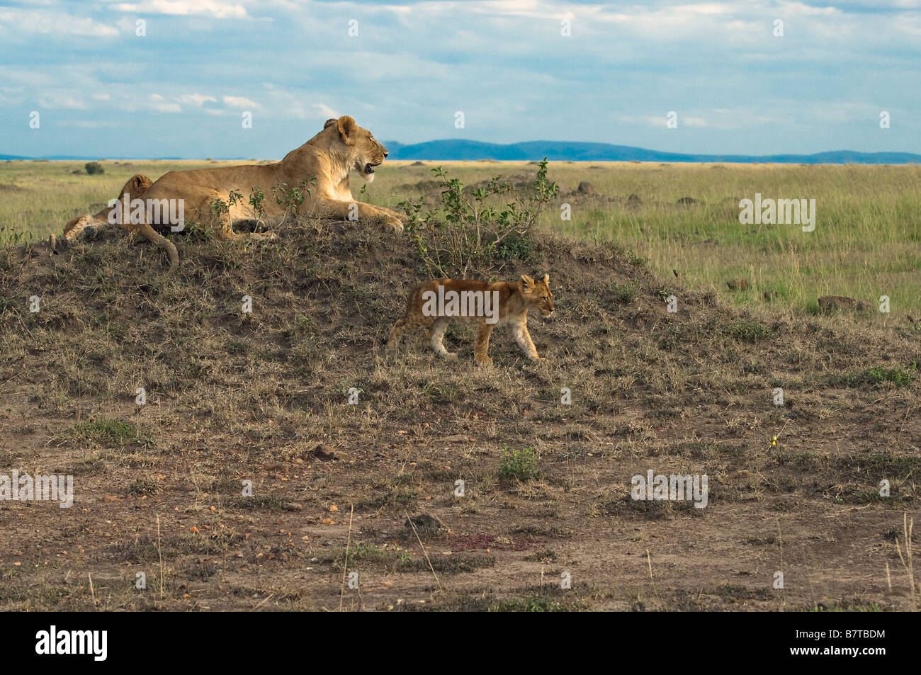 African lioness with her young cubs Stock Photo
