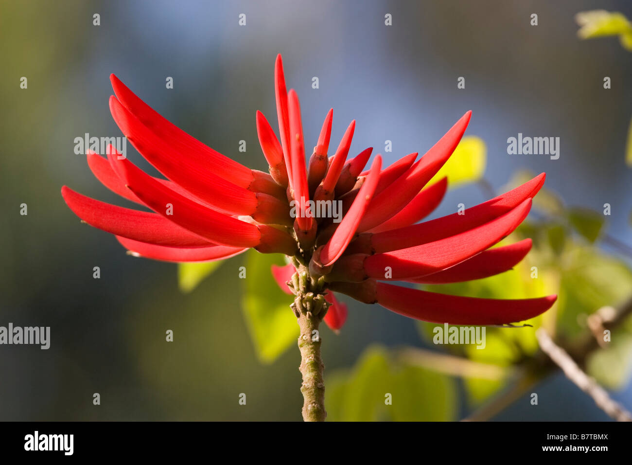 1 Coral Tree Bloom Stock Photo