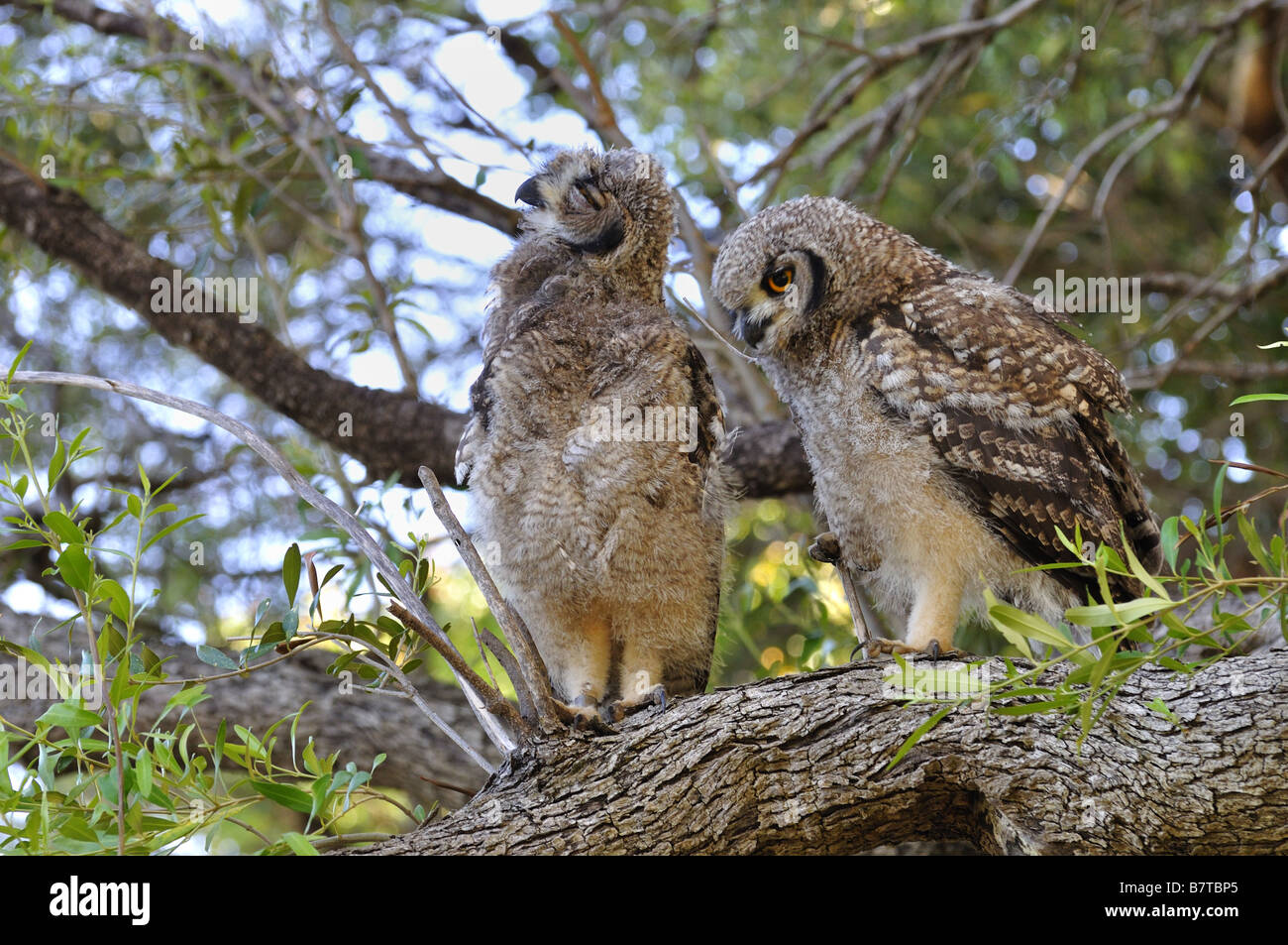 Juvenile Spotted Eagle Owls in a tree at Kirstenbosch Gardens Stock Photo