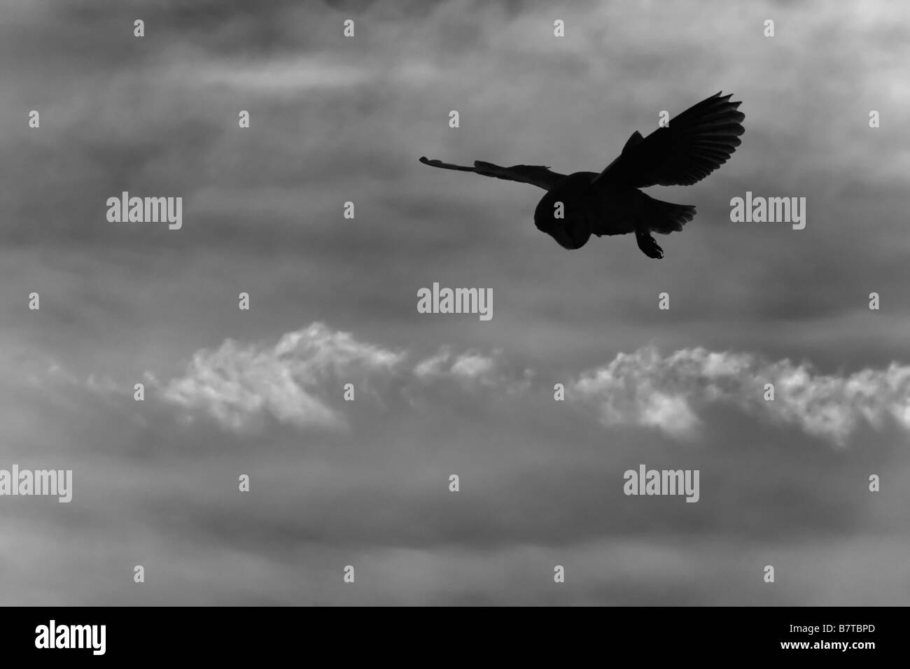 Barn owl Tyto alba hunting at dusk Welney Norfolk Stock Photo