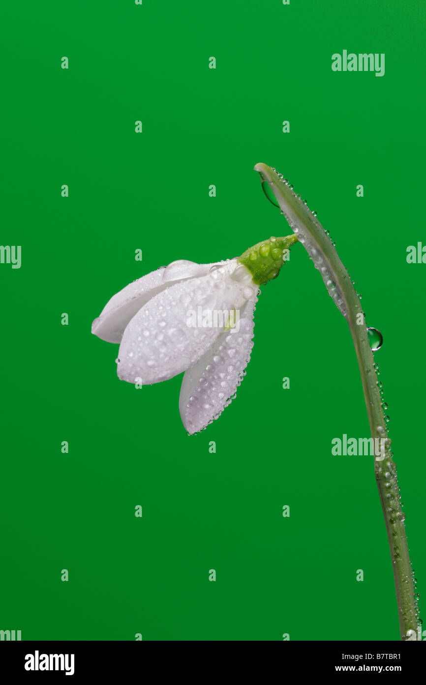 Common snowdrop  Galanthus nivalis close up detail Stock Photo