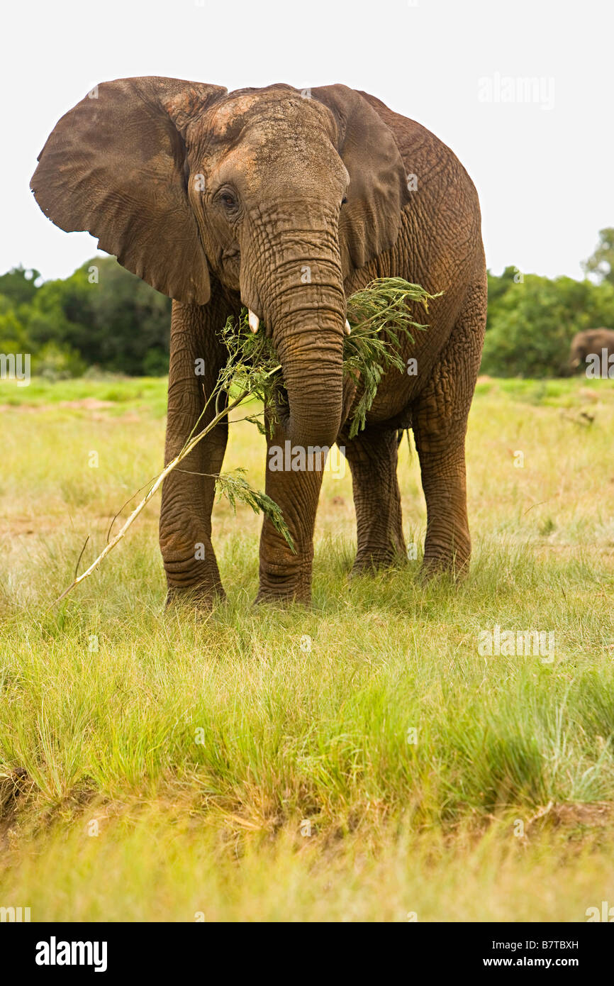 African elephant eating greenery in South Africa Stock Photo Alamy