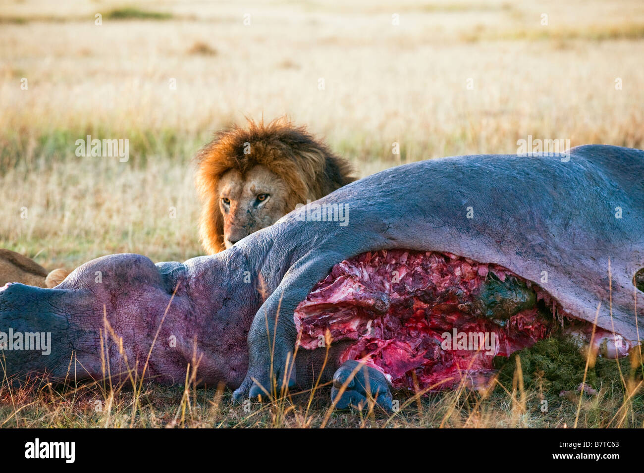 Africa lion  (Panthera leo) feeding on kill Stock Photo