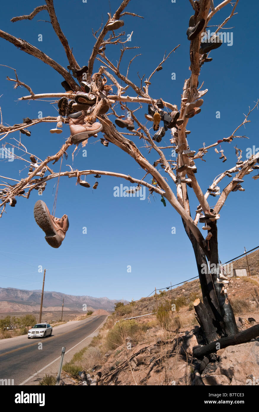 Shoe tree shoes hanging in tree Southern Utah USA Stock Photo Alamy