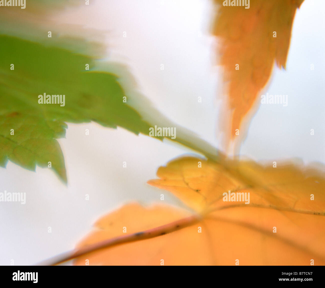 autumn leaves, Minnesota Stock Photo
