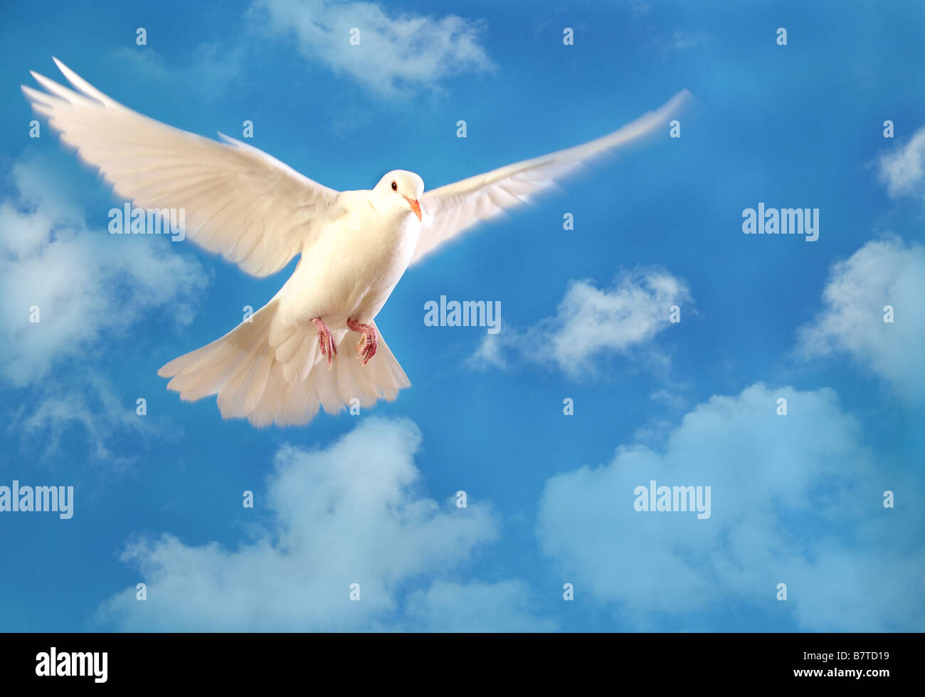 White dove flying blue sky hires stock photography and images Alamy