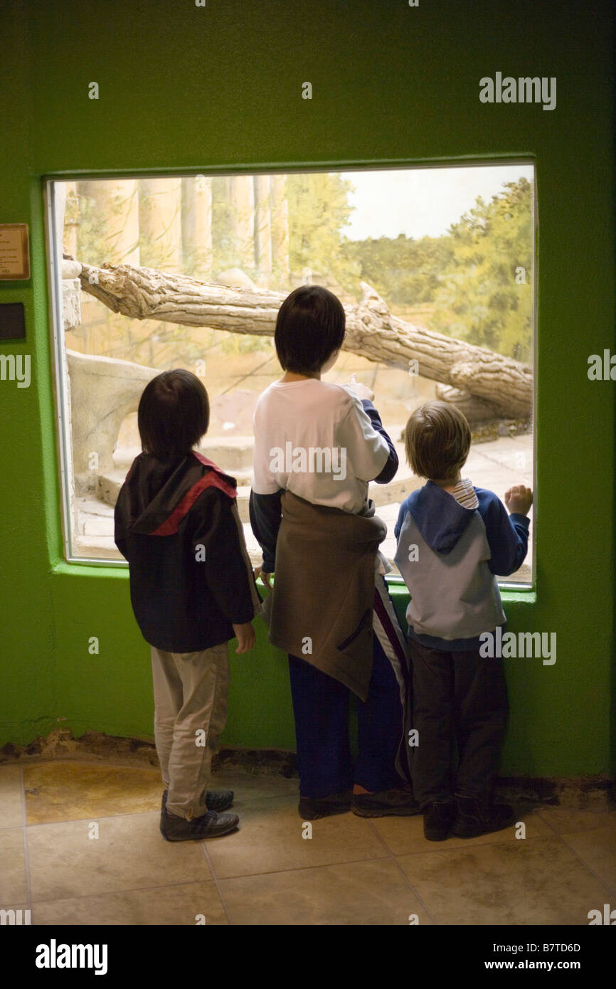three boys looking at snake through zoo exhibit window, rio grande zoo, New Mexico, USA Stock Photo