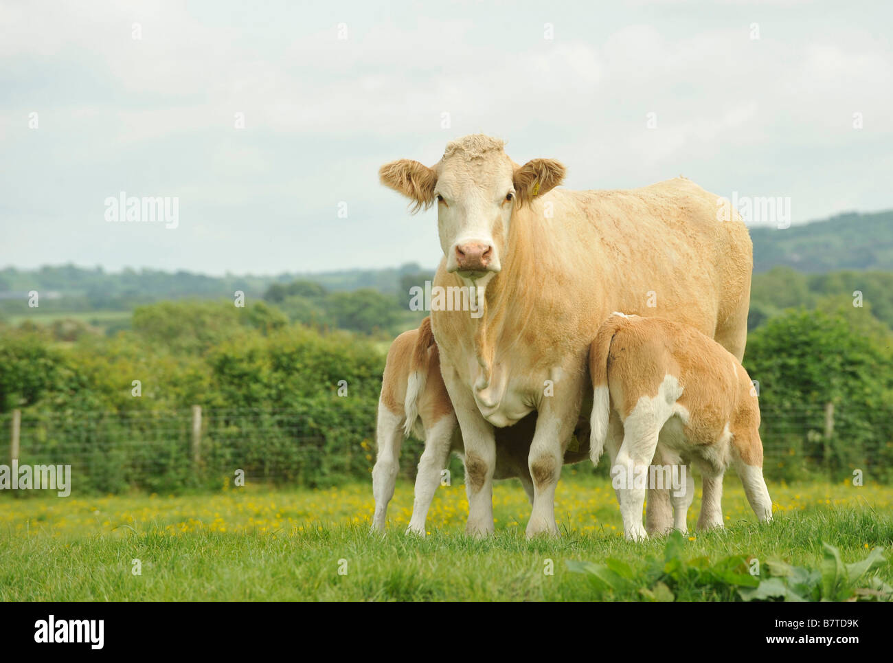 Simmental heifer with two feeding calfs at foot Stock Photo Alamy