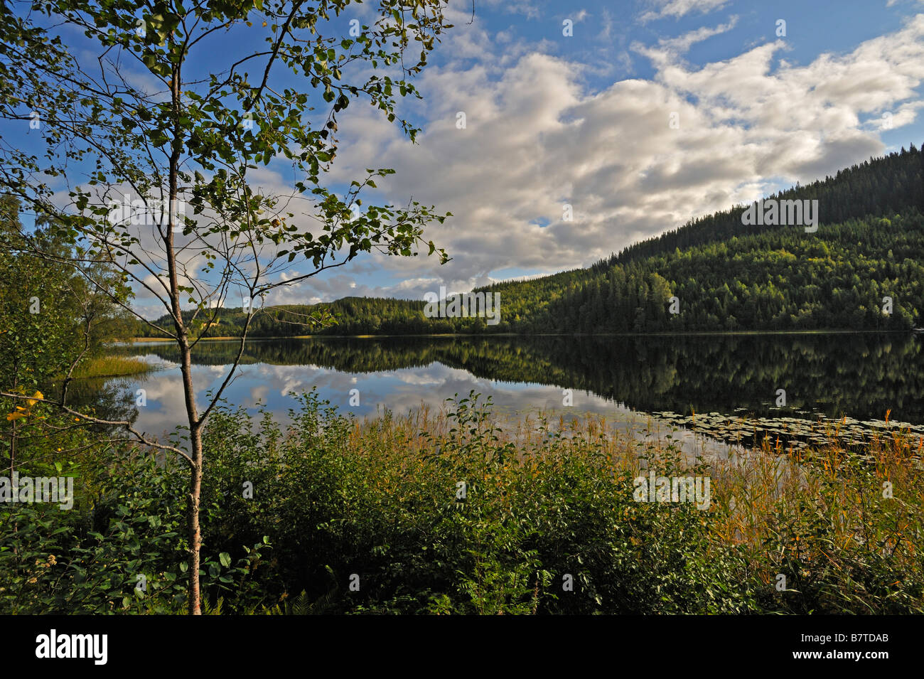 The broad slow moving tree lined River Namsen near Namsos Norway Stock Photo