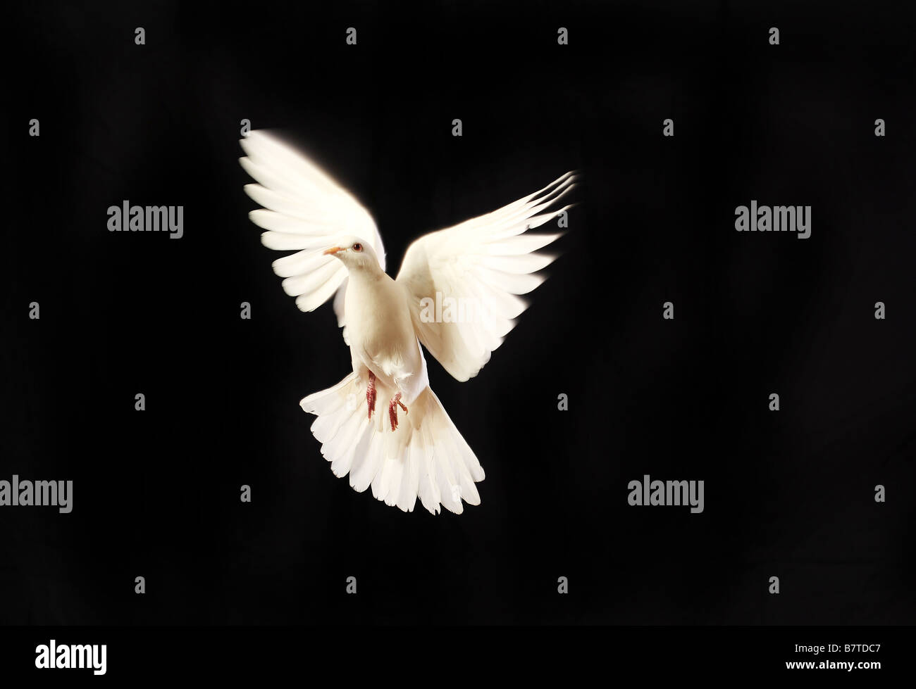 flying white dove isolated on black Stock Photo