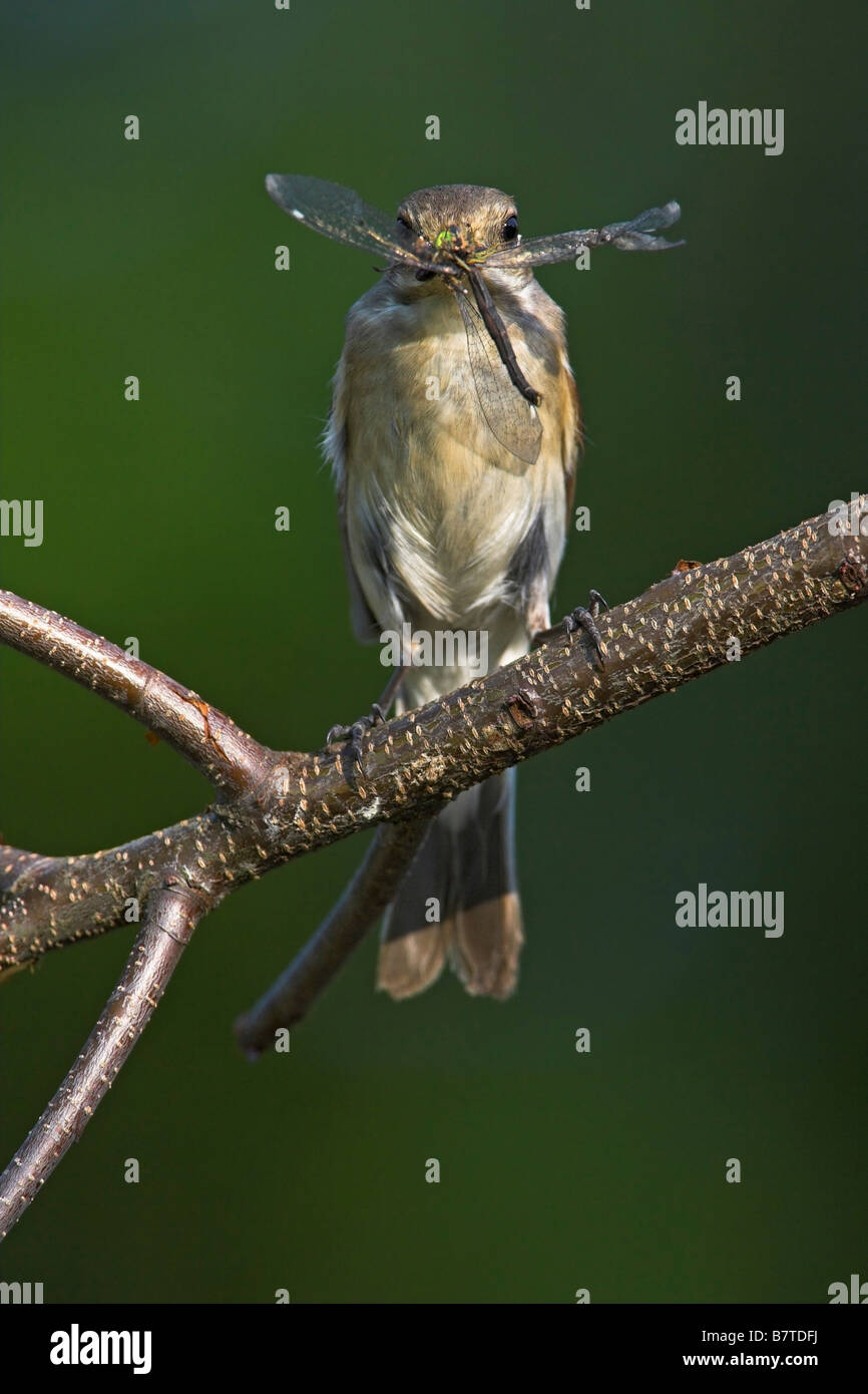 pied flycatcher (Ficedula hypoleuca), sitting on a twig, with a catched drogonfly in its bill, Germany, Rhineland-Palatinate Stock Photo
