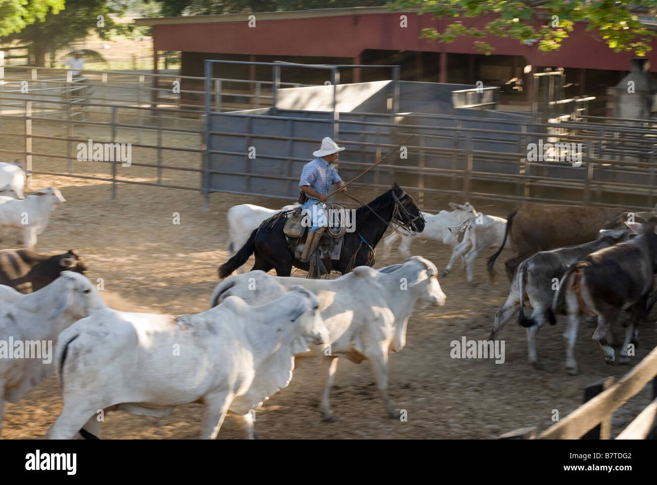 Hearding cattle at GANHU Ranch Guanacaste Province Costa Rica Stock ...