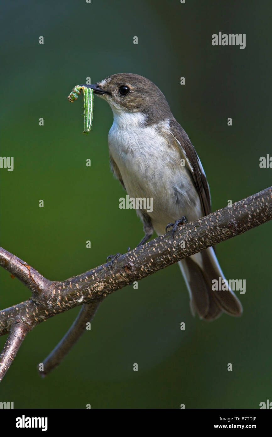 pied flycatcher (Ficedula hypoleuca), sitting on a twig, with a catched caterpillar in its bill, Germany, Rhineland-Palatinate Stock Photo