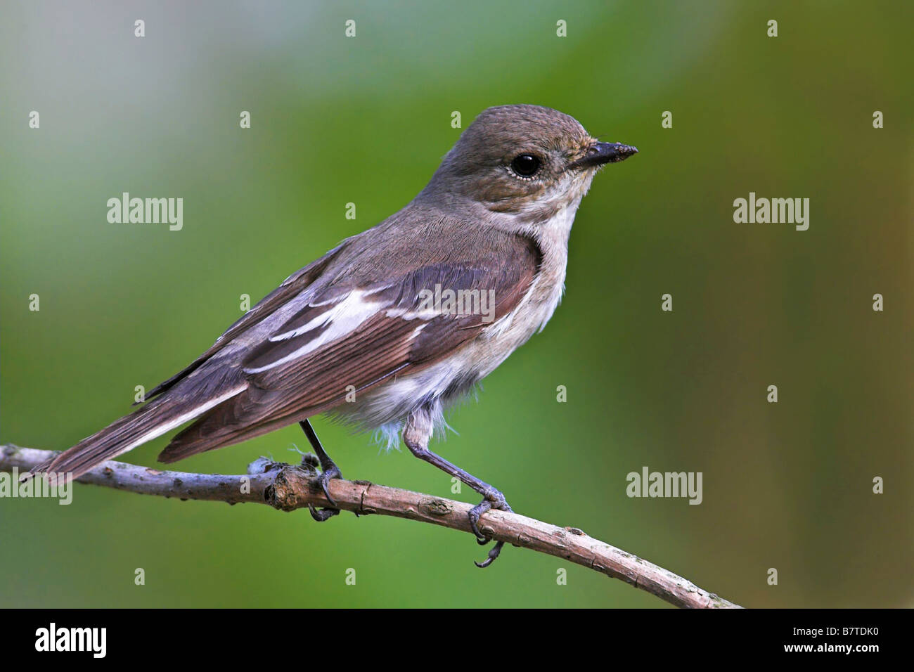 pied flycatcher (Ficedula hypoleuca), sitting on a twig, Germany, Rhineland-Palatinate Stock Photo