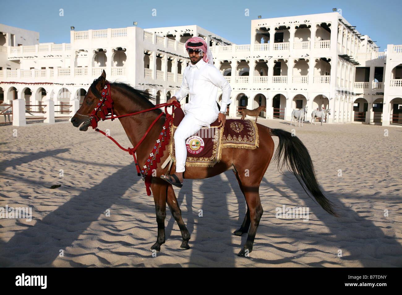 A rider shows off a pure bred Arab stallion its saddle adorned with the State of Qatar arms at a paddock in central Doha, Qatar Stock Photo