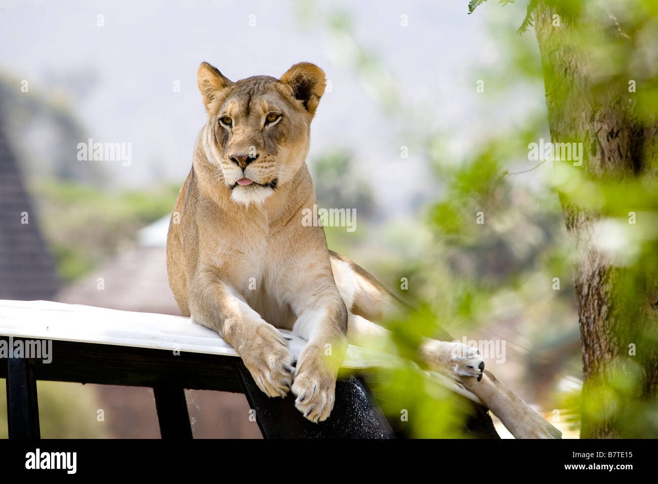 ESCONDIDO, CA MAY 20 Lioness atop an SUV at the Wild Animal Park