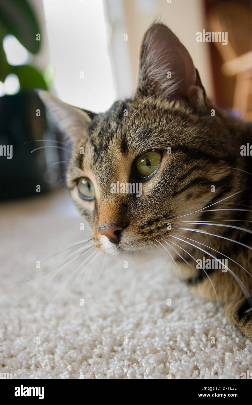 A curious outdoor cat explores the indoors. Stock Photo