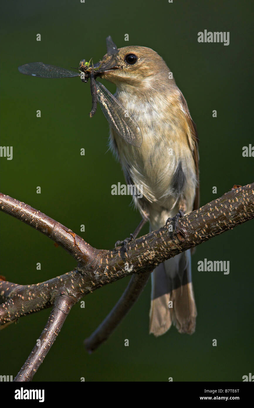 pied flycatcher (Ficedula hypoleuca), sitting on a twig, with a catched drogonfly in its bill, Germany, Rhineland-Palatinate Stock Photo