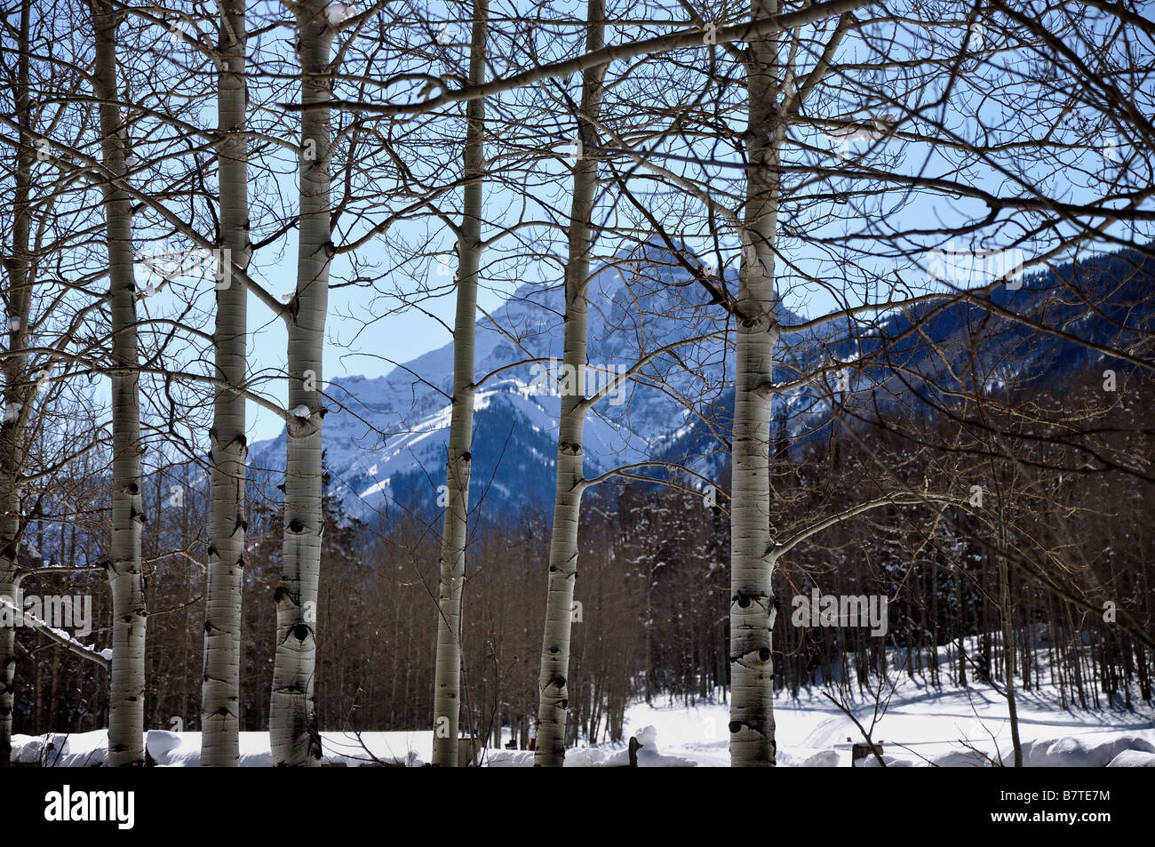 Mountains photo, aspen trees online spring, aspen tree photo, spring snow mountains, Colorado art, San Juan Mountains, Dallas Divide, snow photo