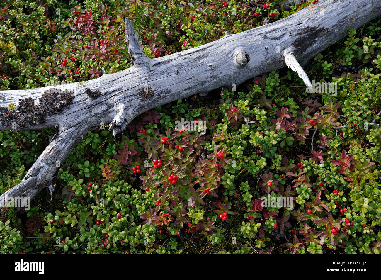 An arctic garden of bearberry and other dwarf shrubs with a dead pine branch near Fauske Norway Stock Photo