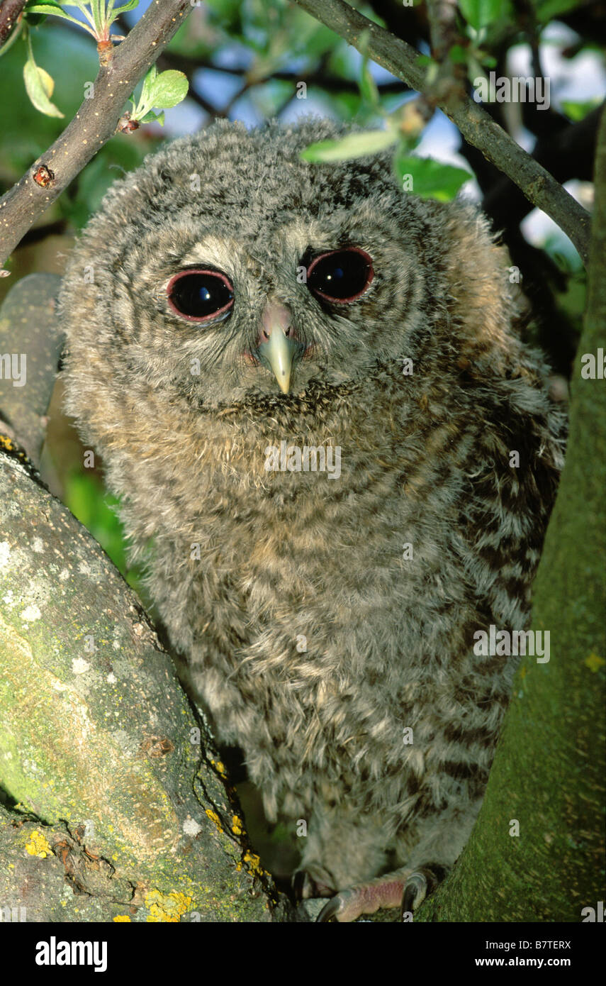 Tawny owl (Strix aluco) Stock Photo