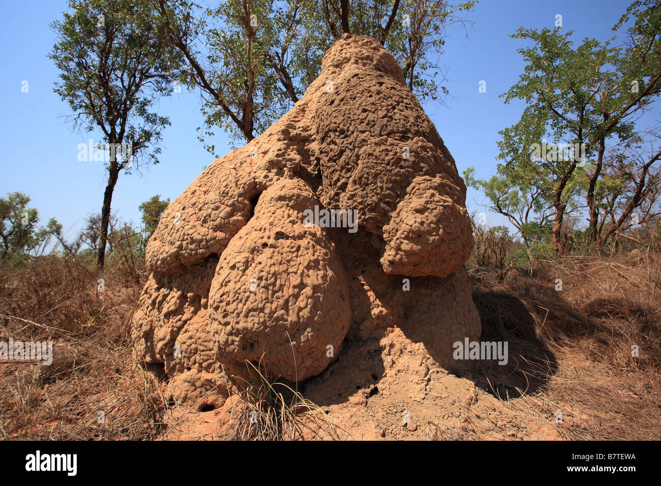 Termite Mound Stock Photo