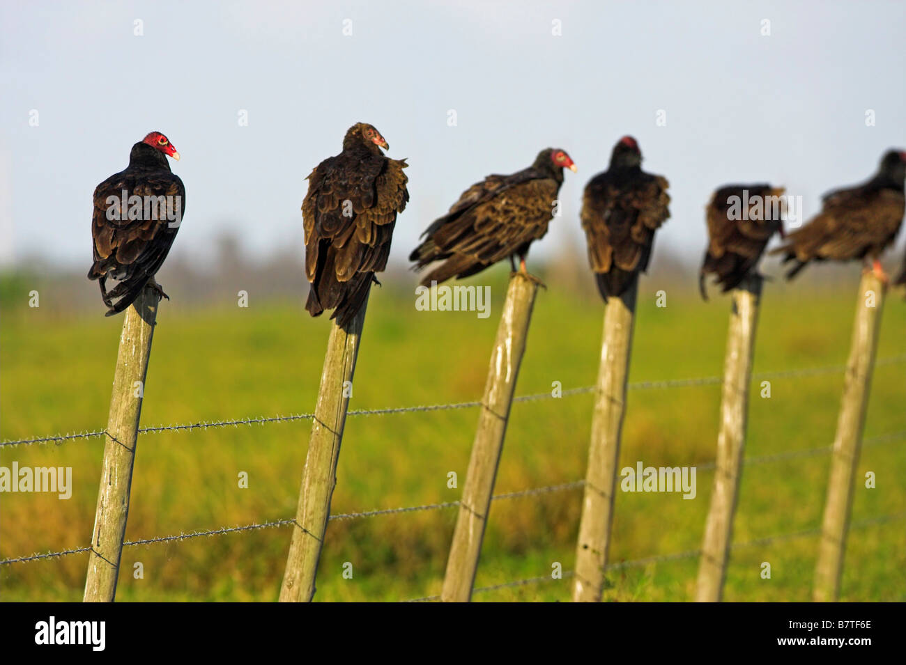 turkey vulture (Cathartes aura), group with one American Black Vulture (Coragyps atratus), sitting on the posts of a fence, USA Stock Photo